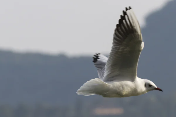 Möwe auf dem See — Stockfoto