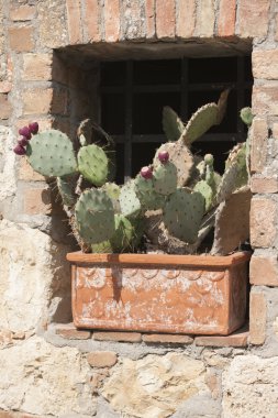 Cam vazo içinde sunulan lezzetli bitki