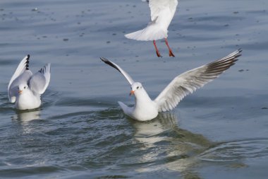 göl kenarında martı