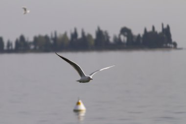 göl kenarında martı