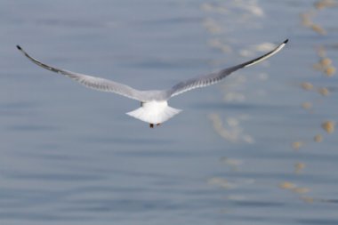 göl kenarında martı