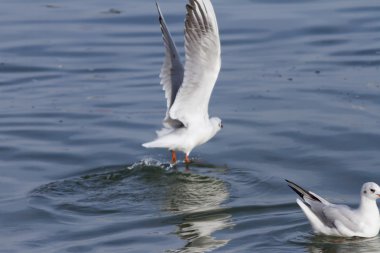 göl kenarında martı