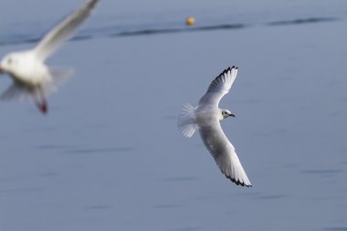 göl kenarında martı