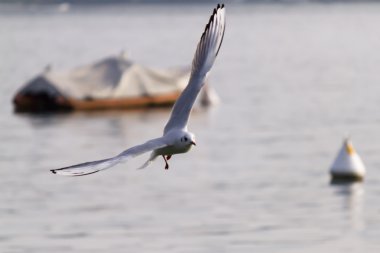 göl kenarında martı