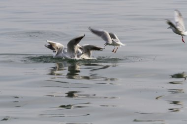 göl kenarında martı