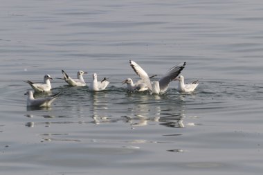 göl kenarında martı
