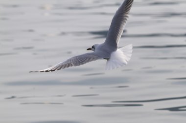 göl kenarında martı