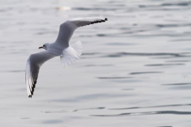 göl kenarında martı