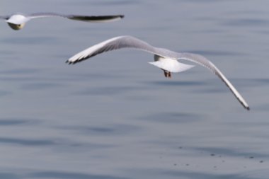 göl kenarında martı