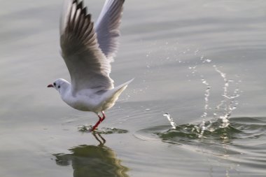 göl kenarında martı