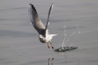 göl kenarında martı