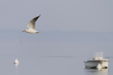 göl kenarında martı