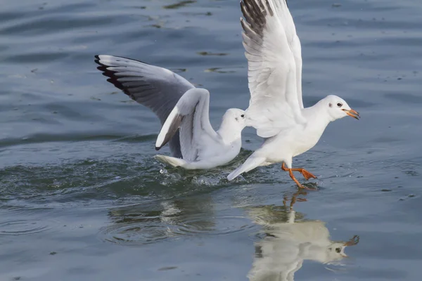 Seagull on lake — Stock Photo, Image