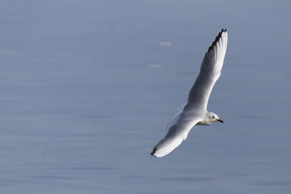 Seagull on lake — Stock Photo, Image