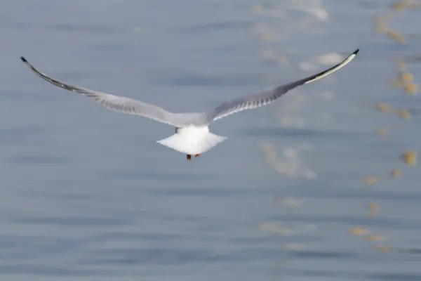 Seagull op meer — Stockfoto