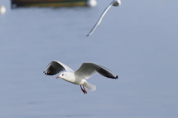 Måsen på sjön — Stockfoto