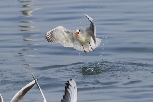 Pescăruș pe lac — Fotografie, imagine de stoc