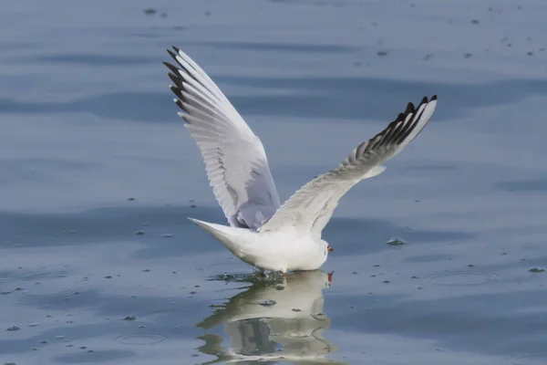 Seagull on lake — Stock Photo, Image