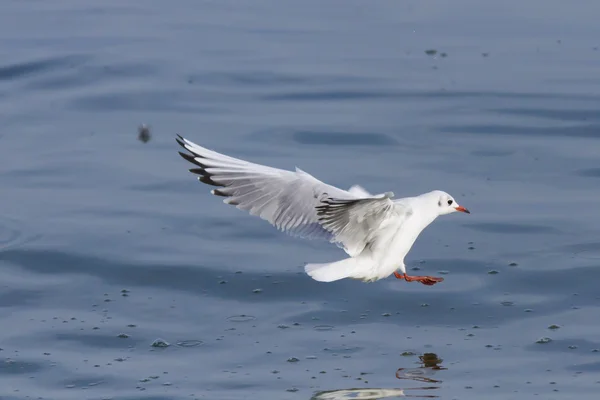 Seagull op meer — Stockfoto