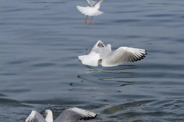 Чайка на озере — стоковое фото
