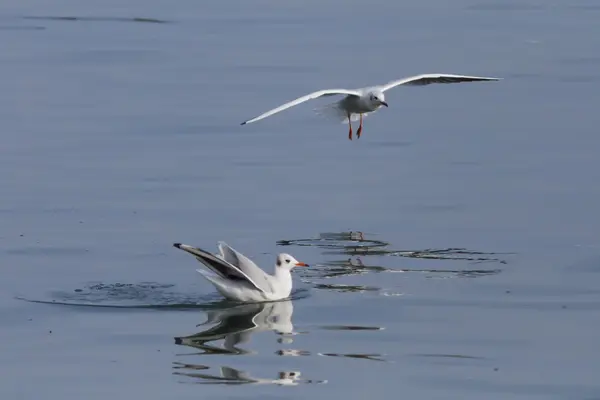 Burung camar di danau — Stok Foto