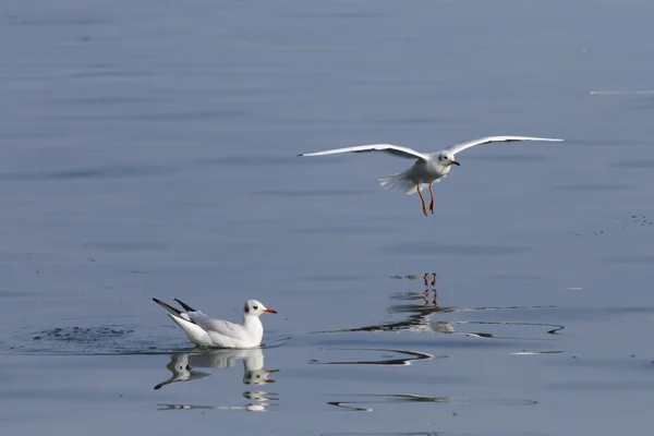 Чайка на озері — стокове фото