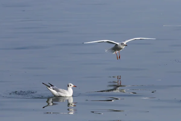 Seagull on lake — Stock Photo, Image