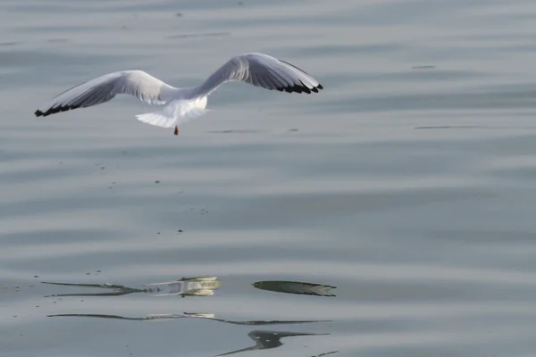 湖上的海鸥 — 图库照片