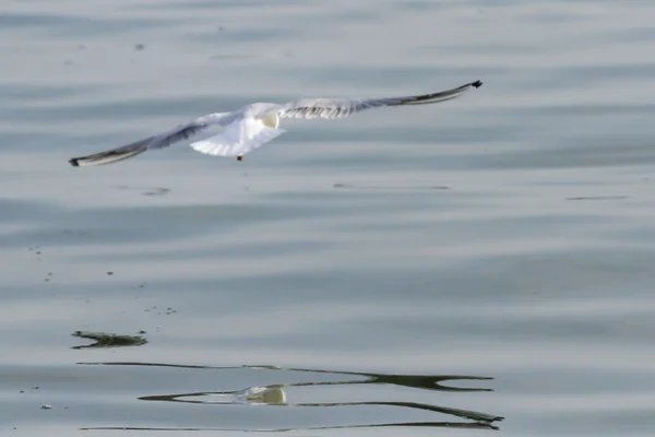 Seagull on lake — Stock Photo, Image