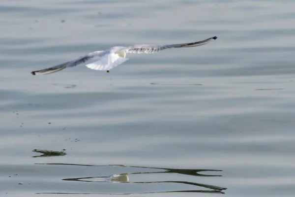 Mouette sur le lac — Photo