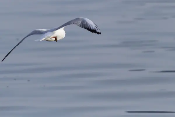 Pescăruș pe lac — Fotografie, imagine de stoc