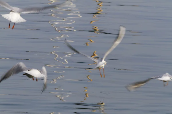 Gaviota en el lago — Foto de Stock