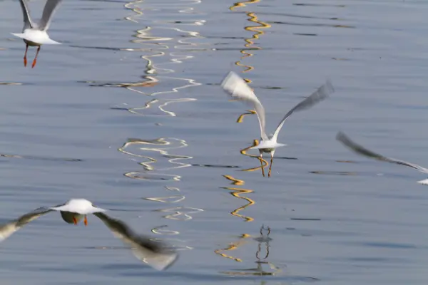 Seagull on lake — Stock Photo, Image