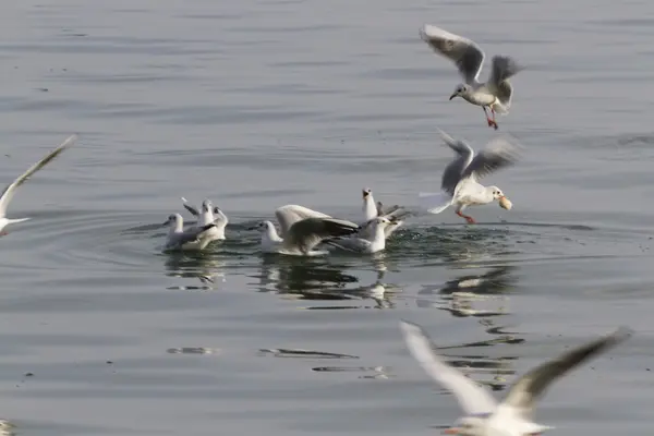 Seagull op meer — Stockfoto