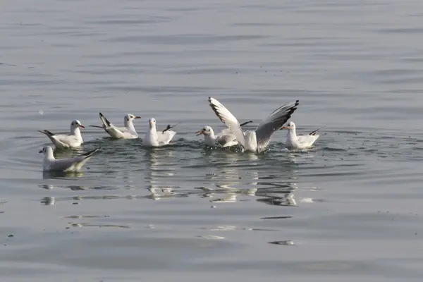 Pescăruș pe lac — Fotografie, imagine de stoc