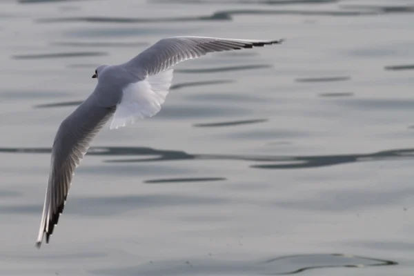 Seagull on lake — Stock Photo, Image