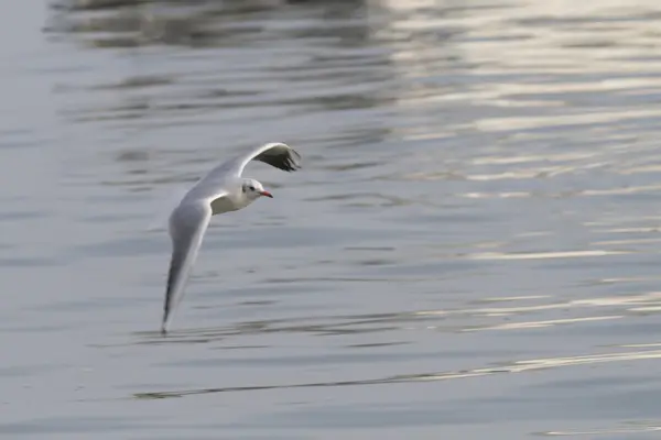 Pescăruș pe lac — Fotografie, imagine de stoc