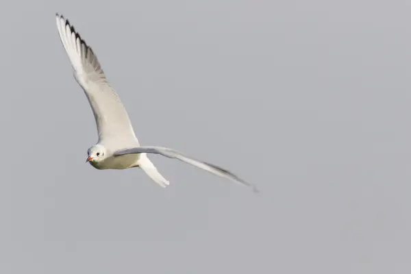 Seagull op meer — Stockfoto