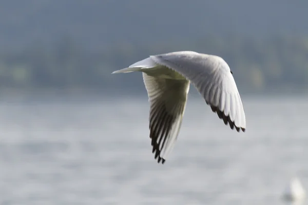 Seagull op meer — Stockfoto