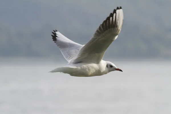 Racek na jezeře — Stock fotografie