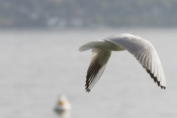 Gaviota en el lago — Foto de Stock