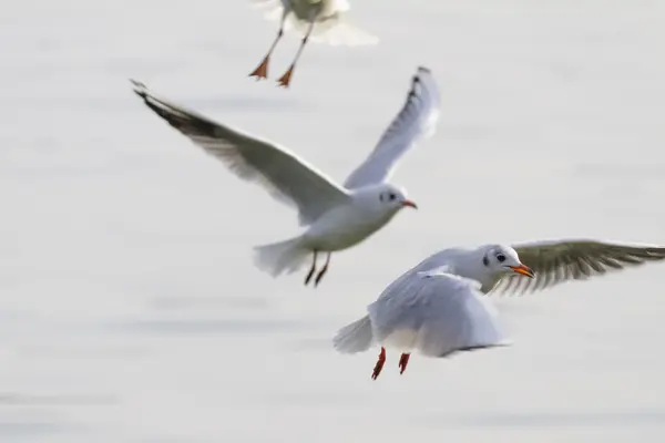 Seagull op meer — Stockfoto