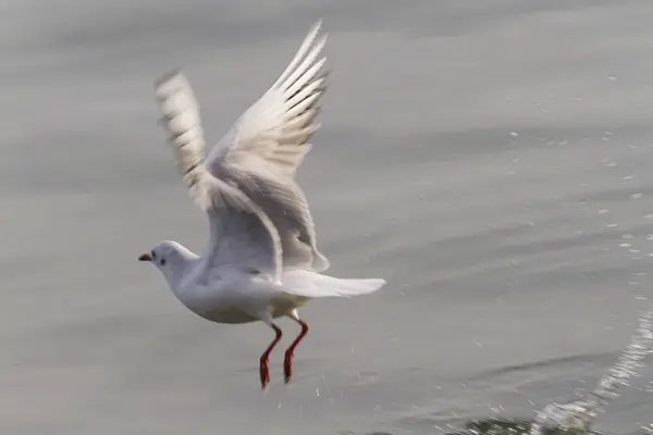 Gabbiano sul lago — Foto Stock