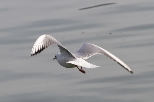 Seagull on lake — Stock Photo, Image