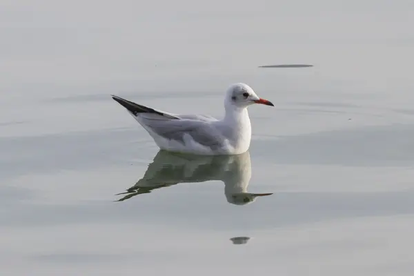 Mouette sur le lac — Photo