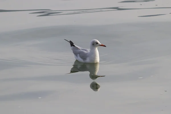 湖上的海鸥 — 图库照片