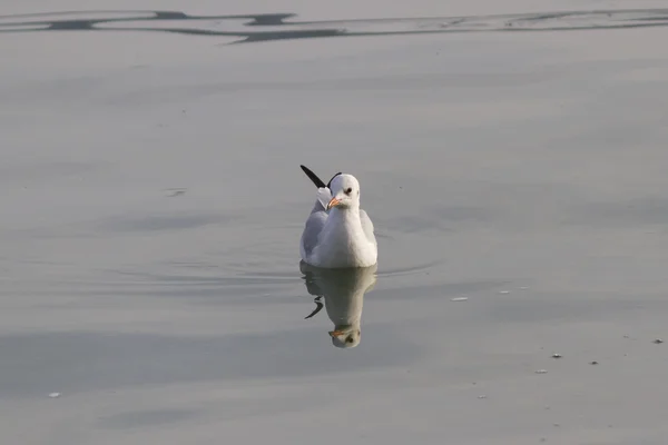 Чайка на озере — стоковое фото
