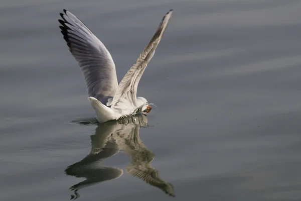 Pescăruș pe lac — Fotografie, imagine de stoc