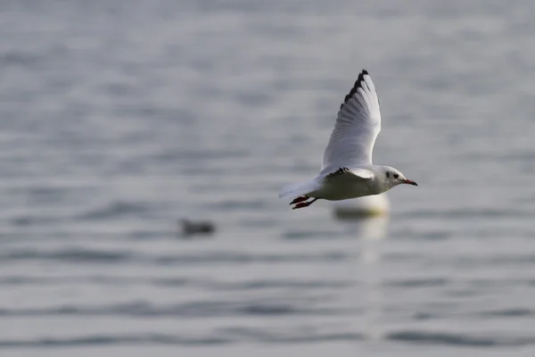 Seagull on lake — Stock Photo, Image