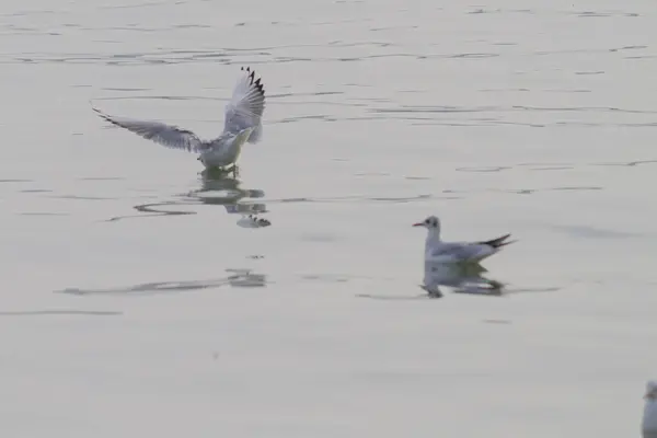 Gaivota no lago — Fotografia de Stock